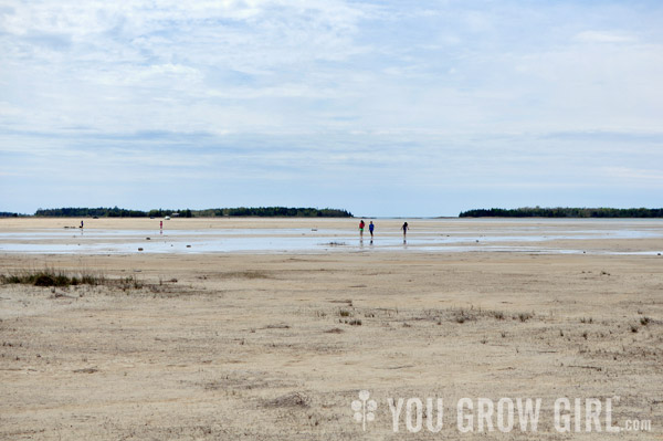 Oliphant Wetland