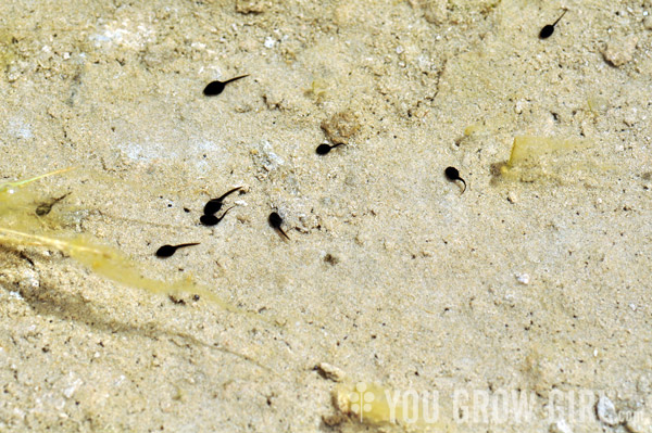 Oliphant Wetland Tadpoles