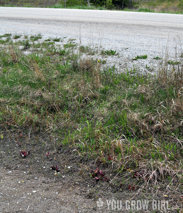 Oliphant Fen