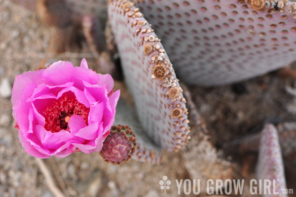 Beavertail Opuntia in Bloom