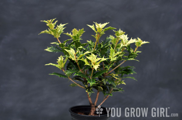 False Holly Osmanthus Goshiki3