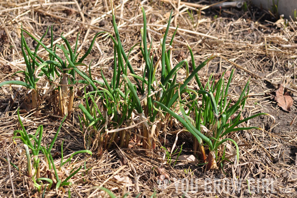 perennial_onions