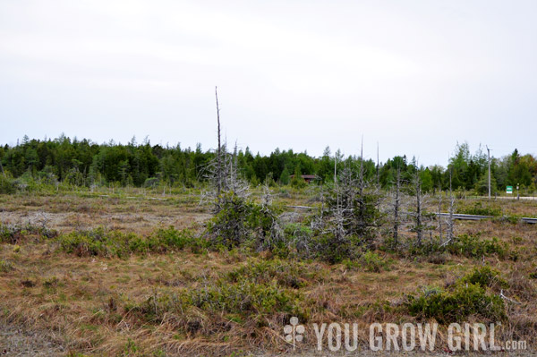 Petrel Point Fen, Bruce Peninsula