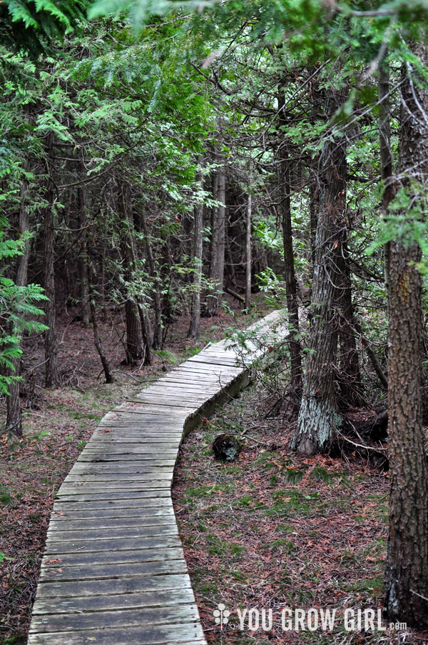 Petrel Point Fen, Bruce Peninsula