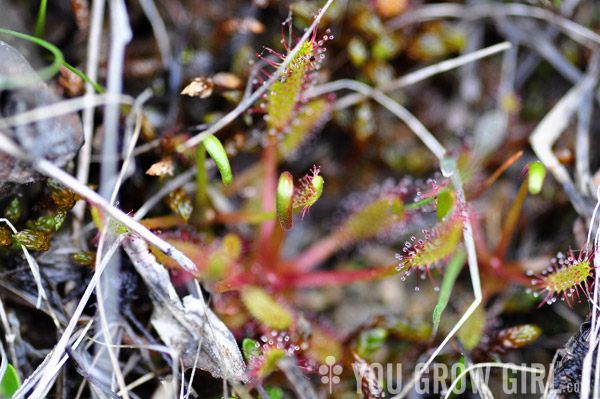 Petrel Point, Sundew