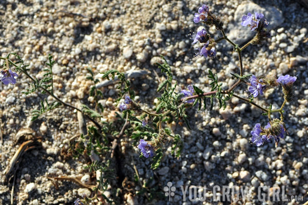 phacelia distans