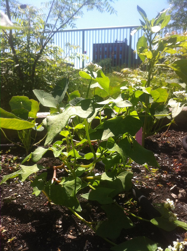 Peterborough Community Garden