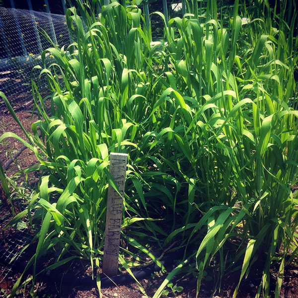 Peterborough Community Garden