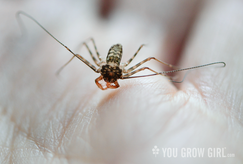 Phrynus barbadensis molt