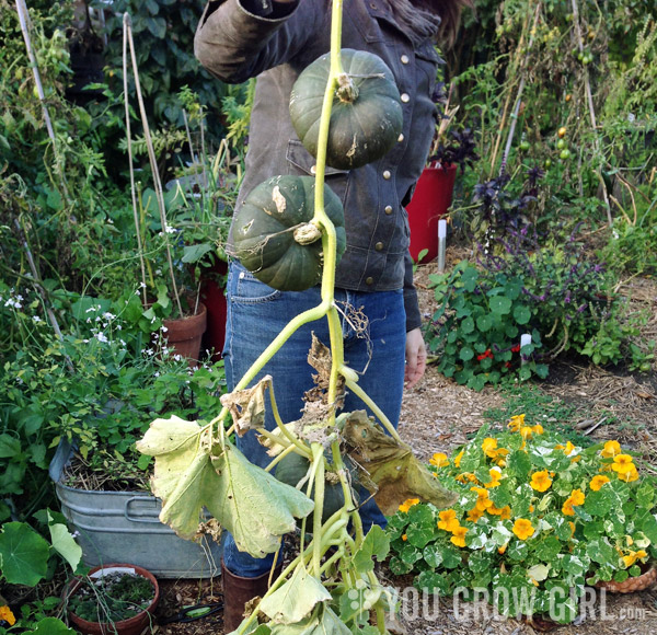 Gayla Trail harvesting Pilar Winter Squash aka Zapallito Redondo de Tronco