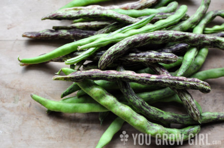 Food Worth Growing: Rattlesnake Pole Bean – You Grow Girl