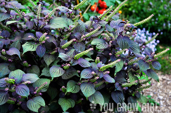 Shiso aka Purple Perilla in bloom