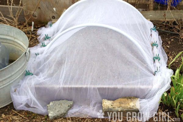 raised bed with cover