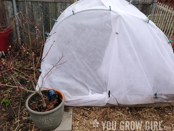 raised bed with cover