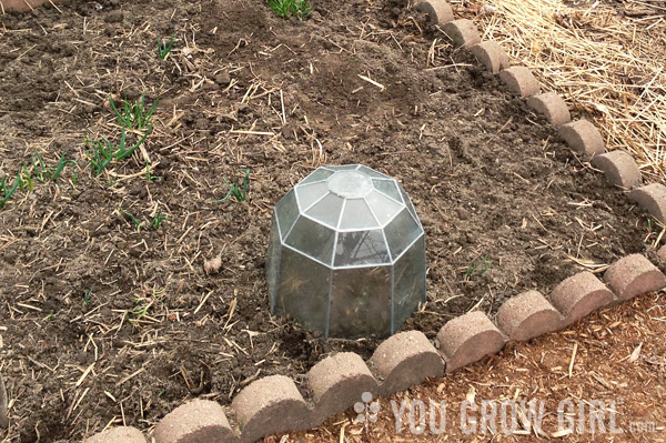 raised bed with cement edging