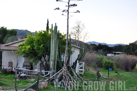 rancho_hike_agave