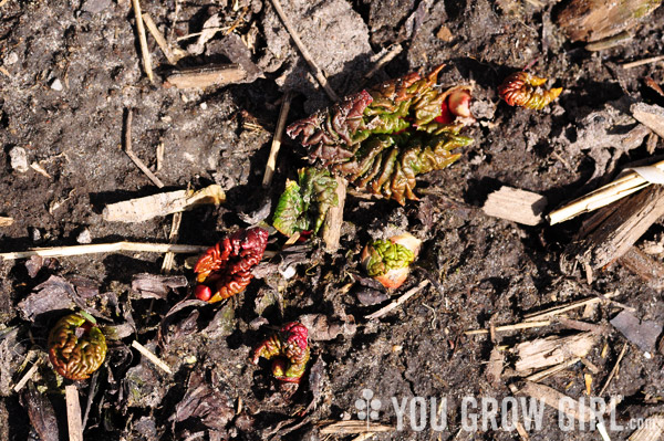 rhubarb_emerging