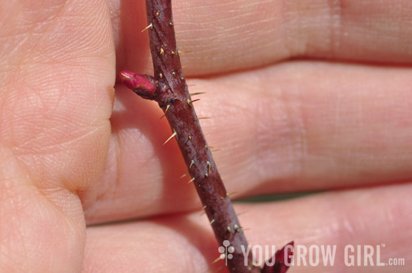 rosa_glauca_buds