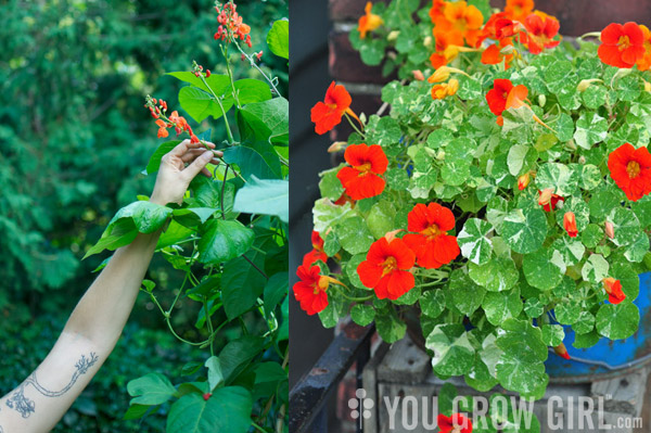 Runnerbean Flowers and Nasturtium