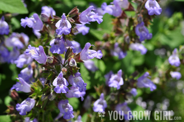 Sage Flowers