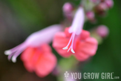 Salvia coccinea Coral Nymph