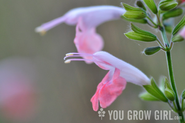 Salvia coccinea Coral Nymph