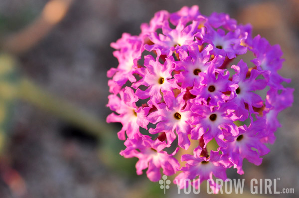 sand verbena