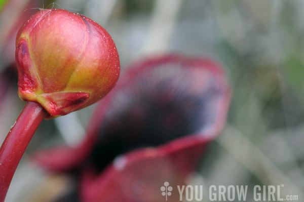 Sarracenia purpurea