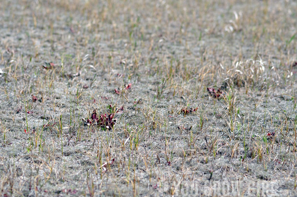 Sarracenia purpurea