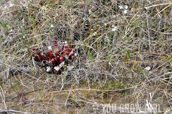 Sarracenia purpurea