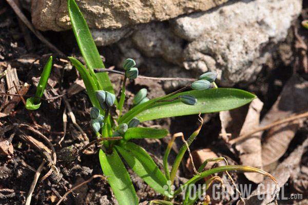 scilla_emerging