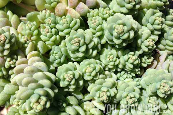 Sedum dasyphyllum aka Corsican Stonecrop