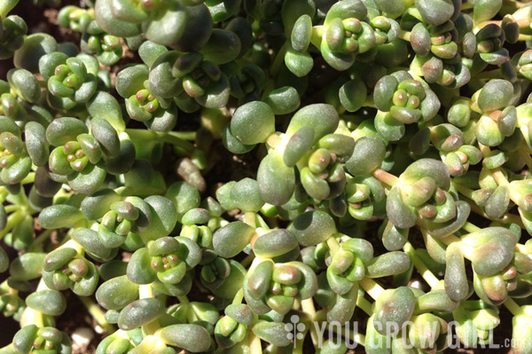 Sedum globosum Old Man's Bones