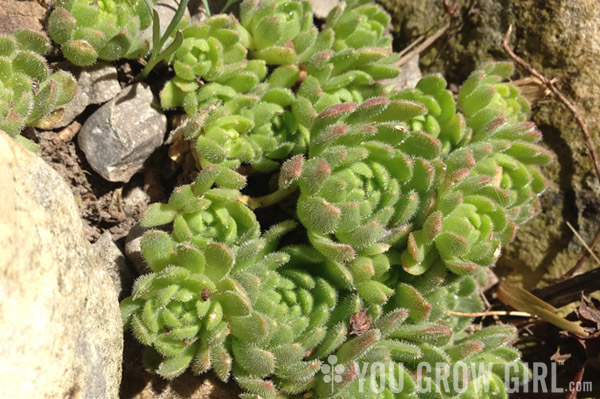 sedum_pilosum