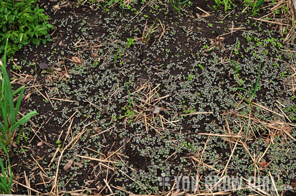 Shiso aka Perilla Seedlings