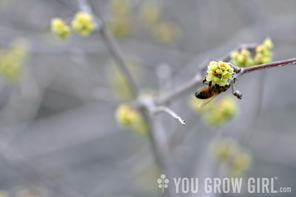 skunkbush flowers