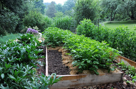 Grow bags for tomatoes? Nope.  Serendipity: Life is a Garden