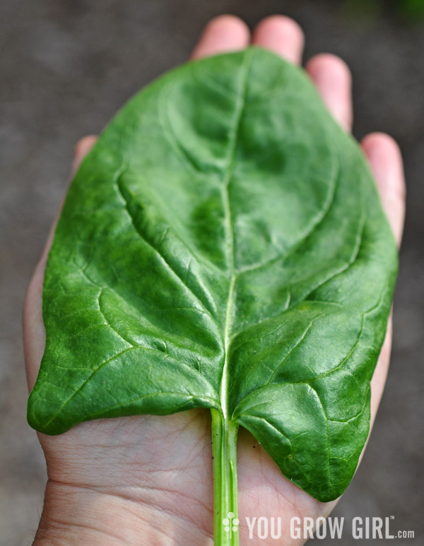 Spinach Monstrueux de Viroflay