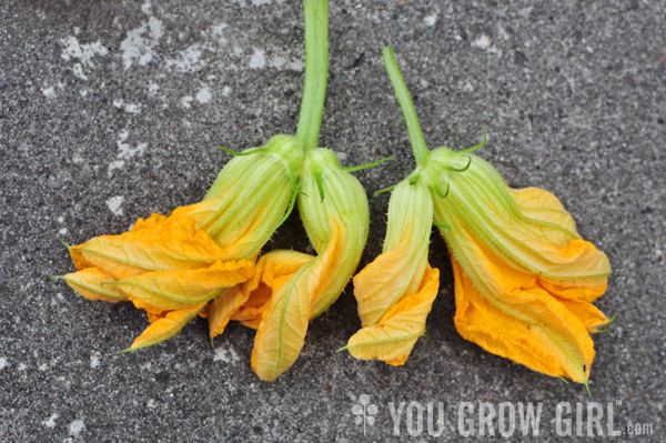 Squash Flower - Twin