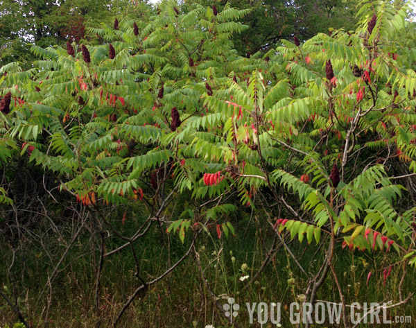 staghornsumac