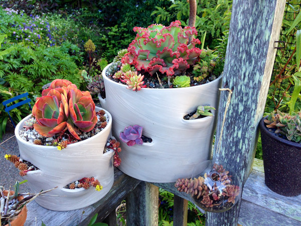 Potted Succulents in Derek Powazek San Francisco Garden