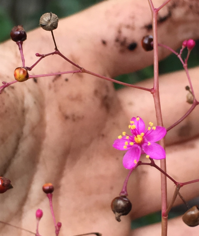 Pink Talinum Flower