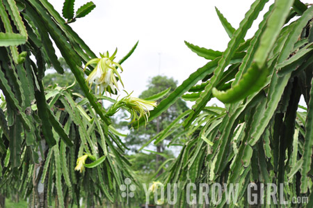 Dragon Fruit, Thailand