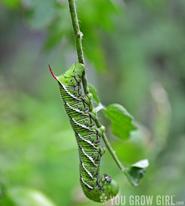 tobacco hornworm