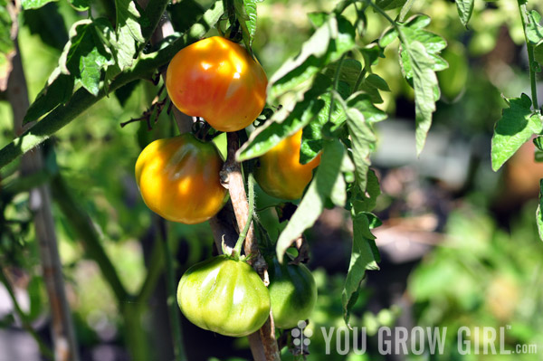 Tomatoes Piedmont