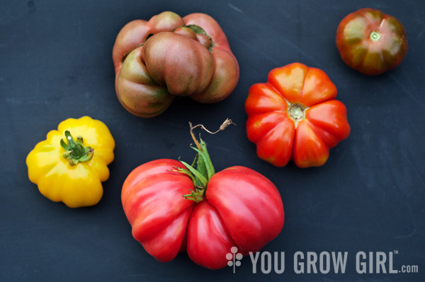 Ruffled Tomatoes