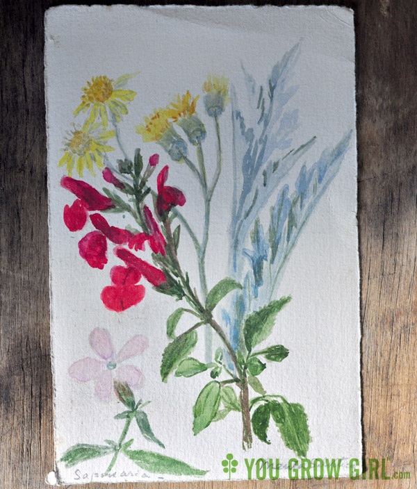 Hand Painted Vintage Botanical Postcard 1941