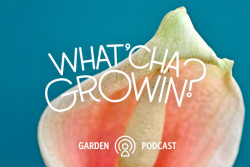 Whatcha Growin Podcast Episode 1