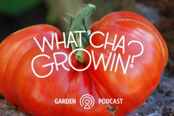 What'cha Growin? episode #4 Tomatoes