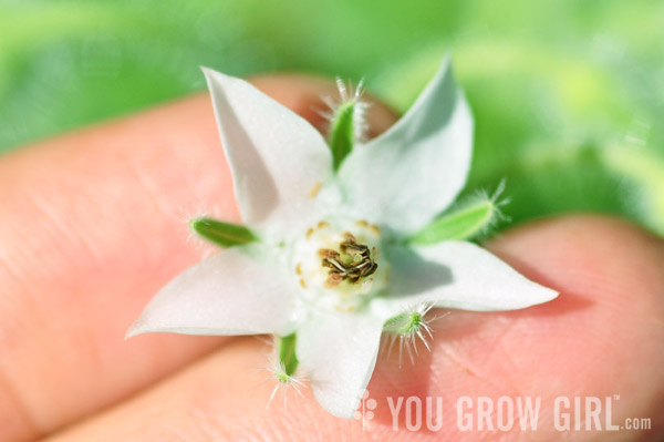 White Borage